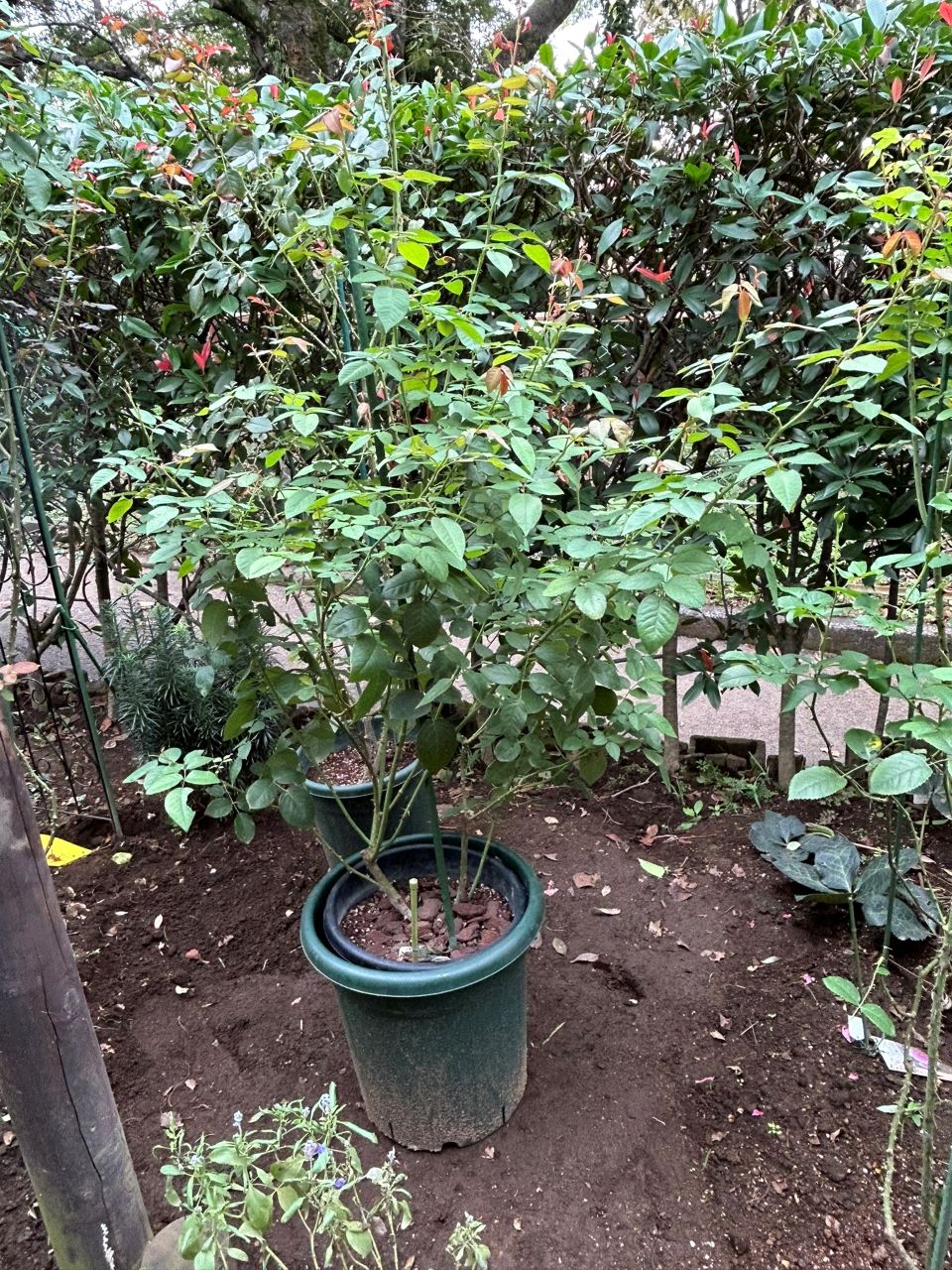 オリビア・ローズ・オースチン大苗82週後