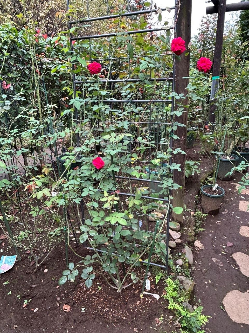 テス・オブ・ザ・ダーバービルズ春苗28週後