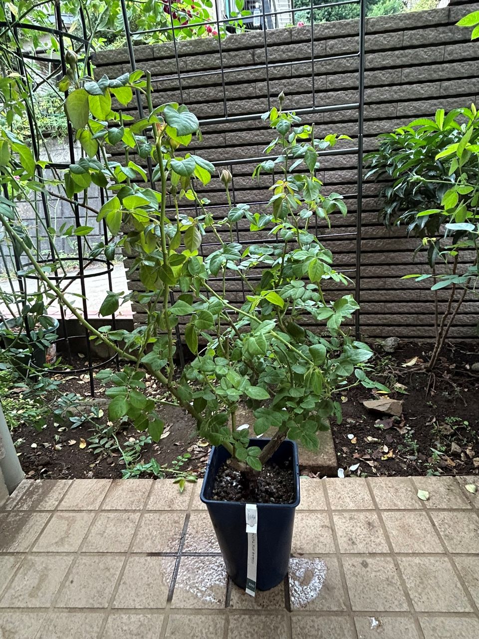 ウィリアム・アンド・キャサリン大苗の購入