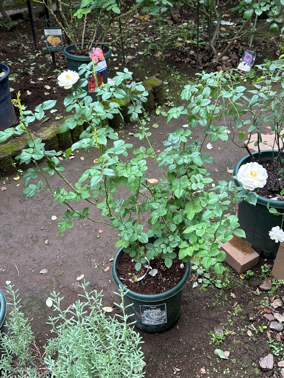 ウィリアム・アンド・キャサリン大苗の2週後