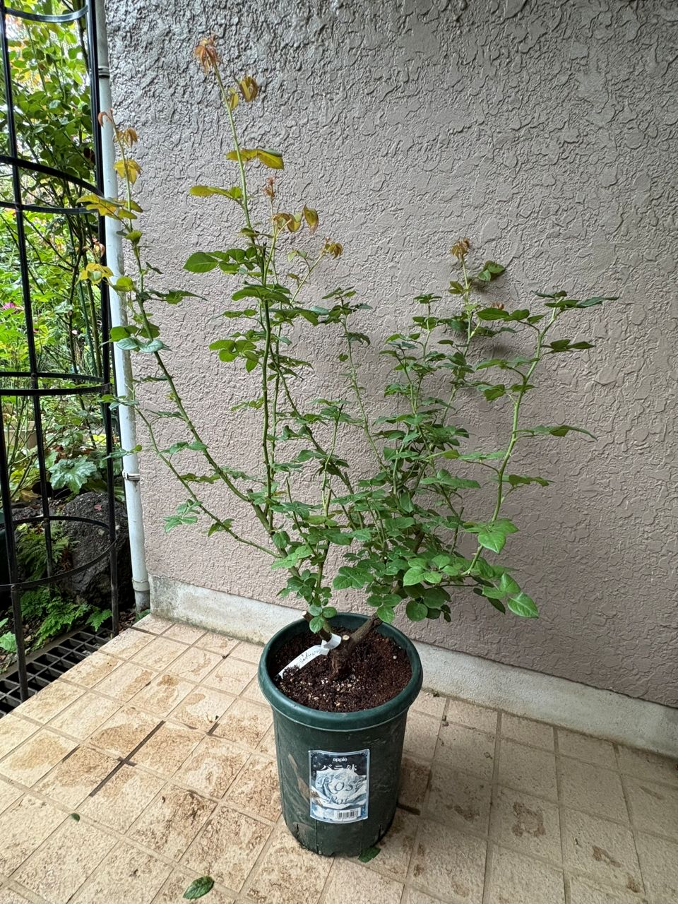 ウィリアム・アンド・キャサリン大苗の4週後