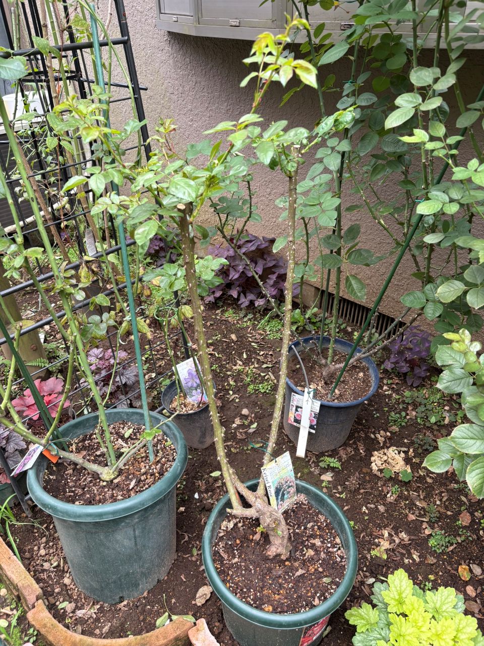 アンジェラ長尺苗の128週後