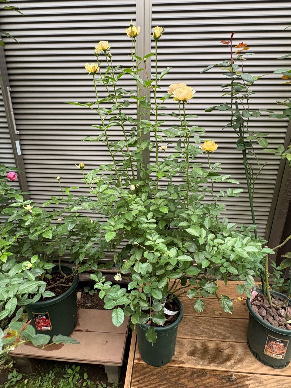 アプリコットシフォン開花苗の21週後