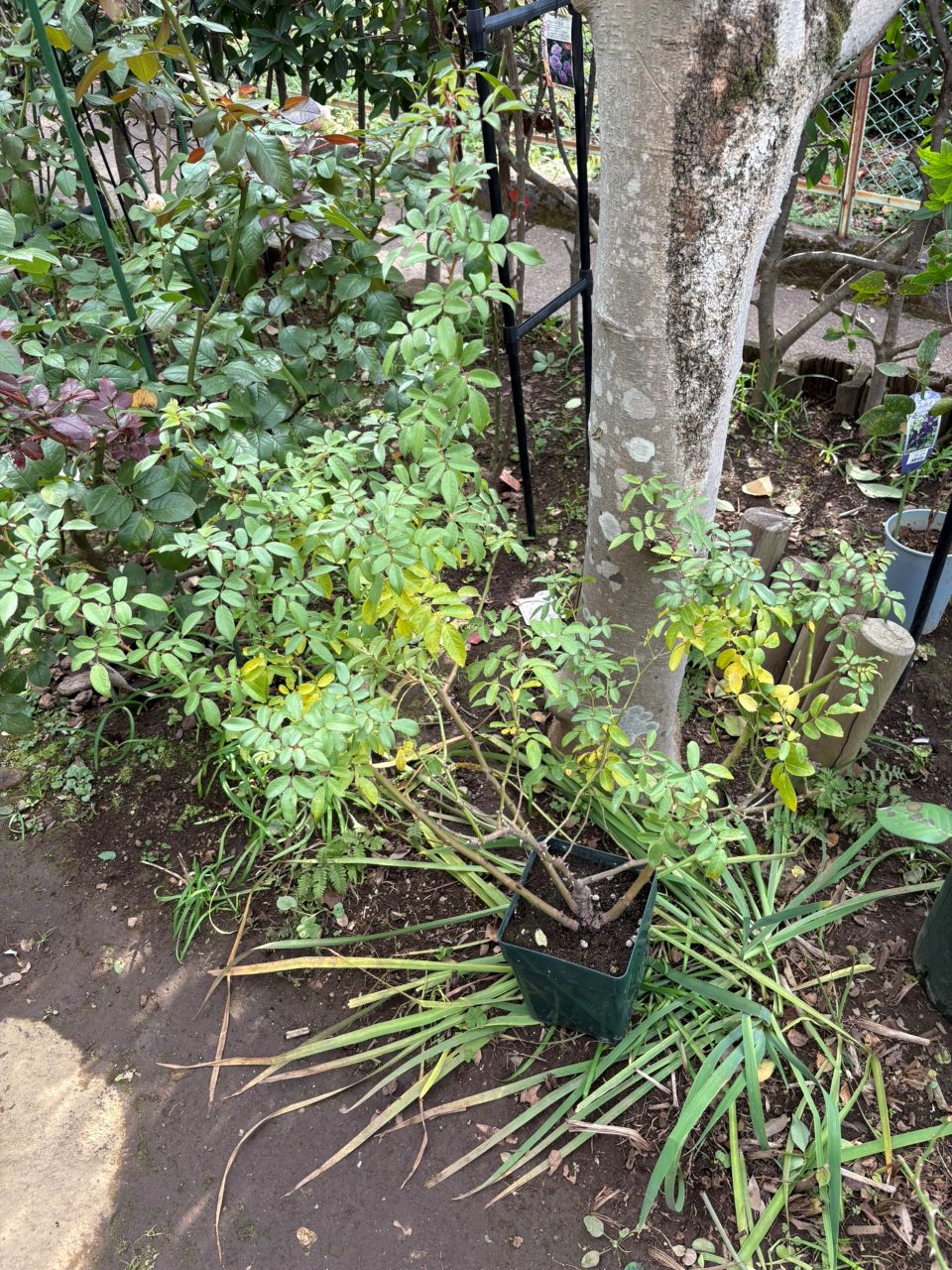 バレリーナ開花苗の購入