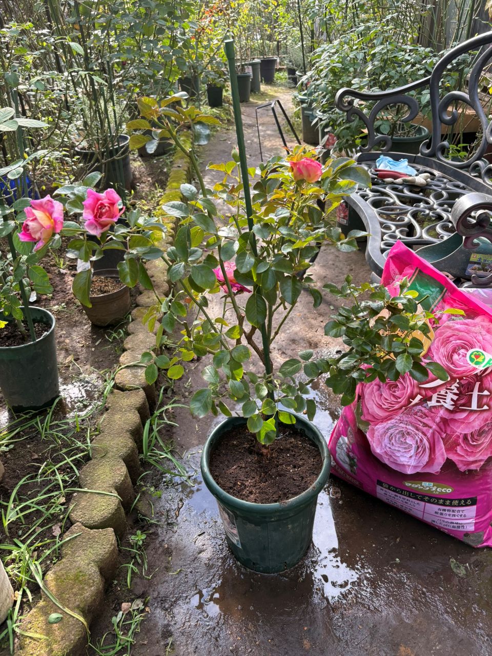 エスプリ・ドゥ・パリ開花苗の鉢増し