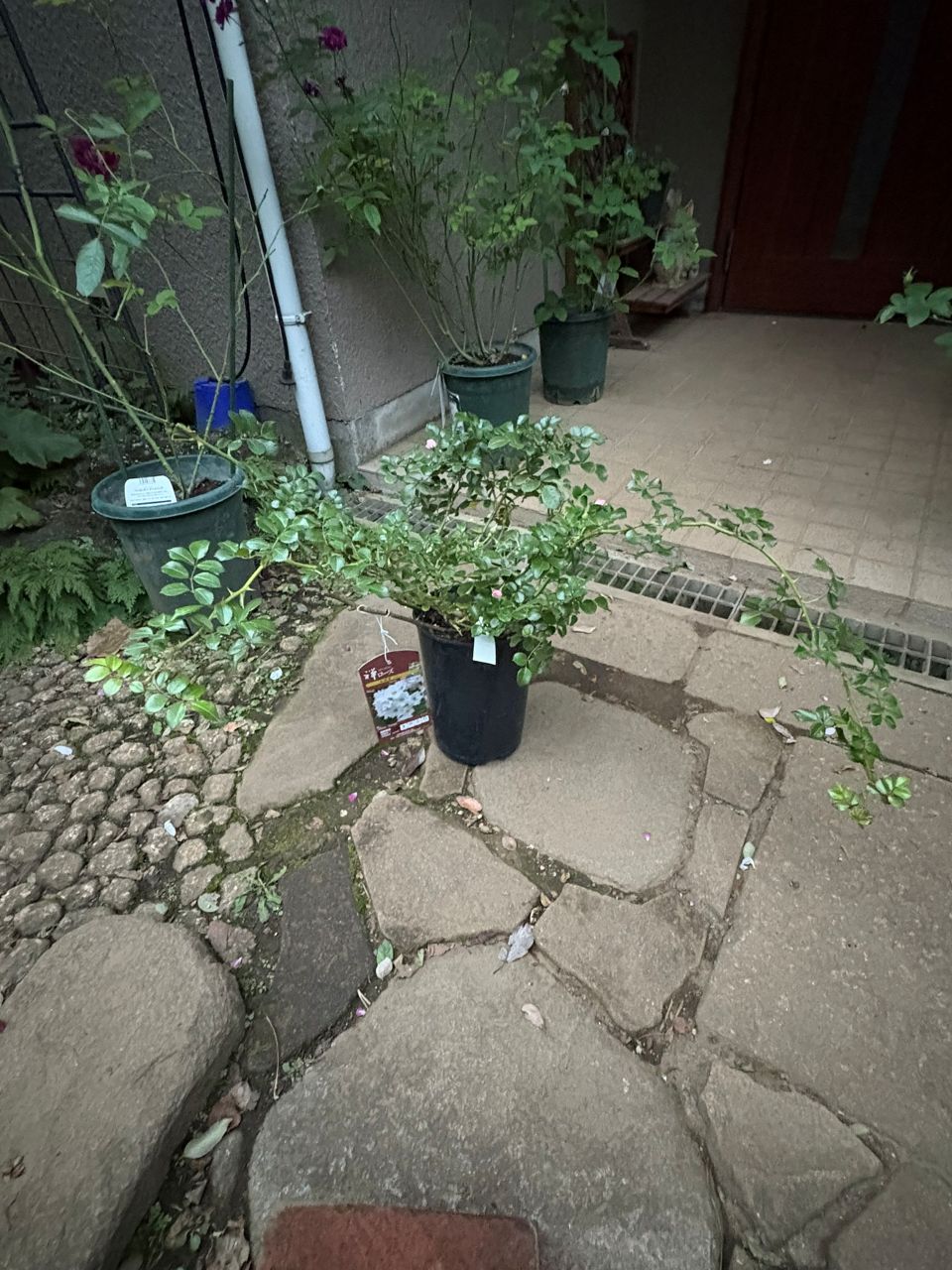 伽羅奢（ガラシャ）の購入