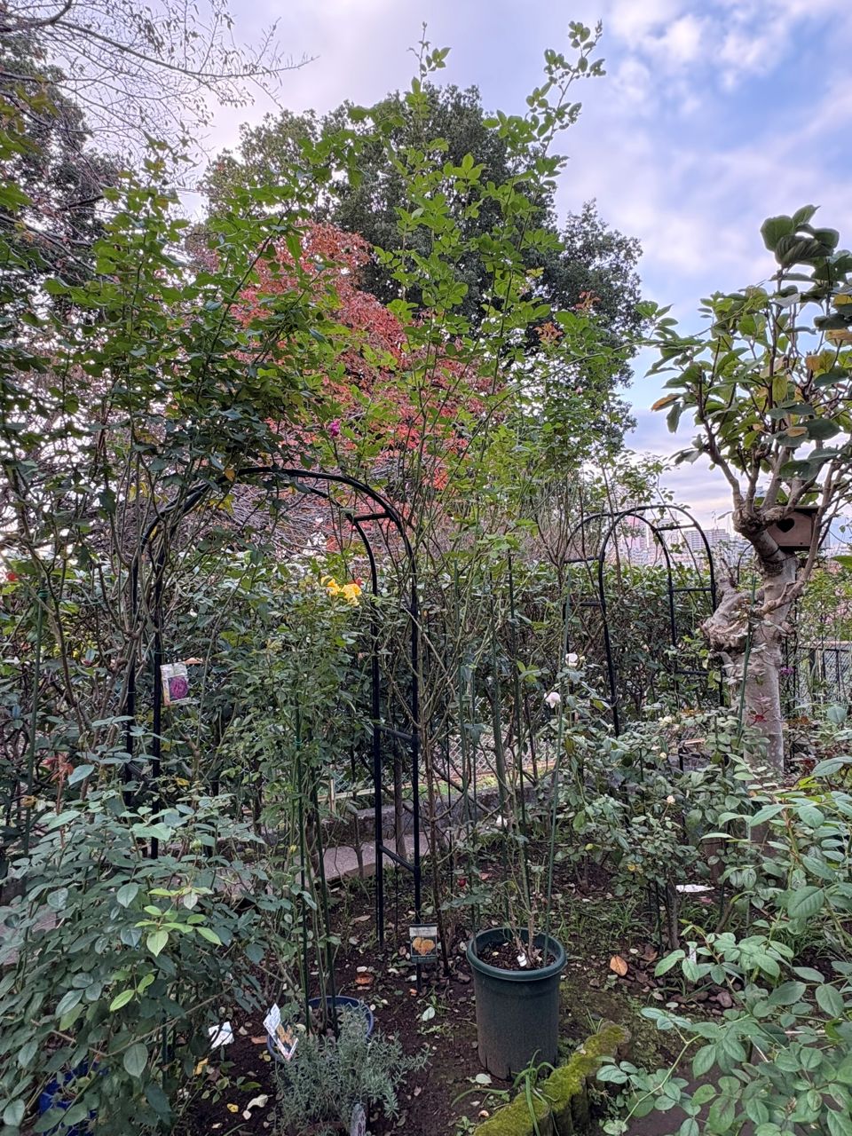 ライデンシャフト開花苗の23週後