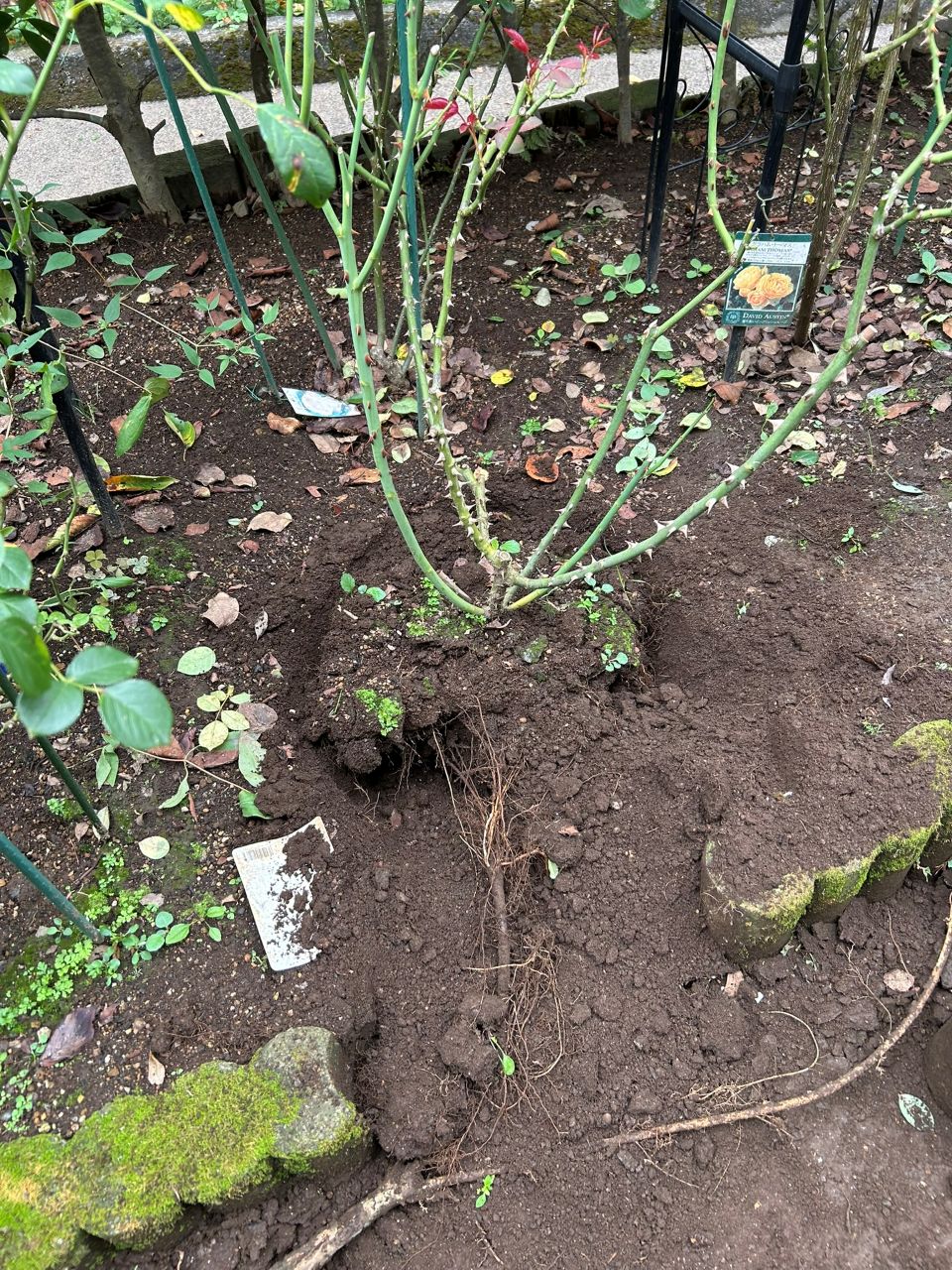 ニコール開花苗の132週後