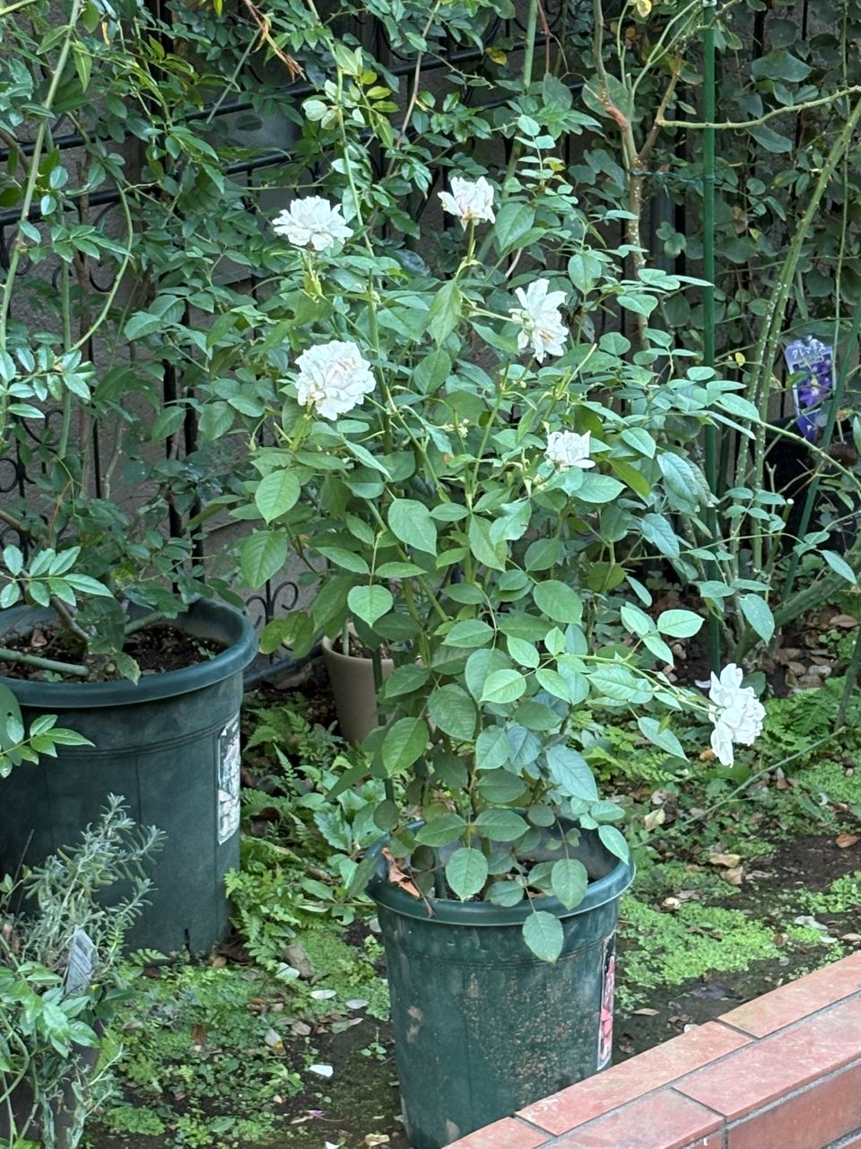 ザセレスティアル新苗の24週後