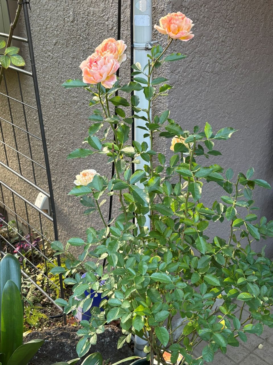 アプリコットシフォン開花苗の26週後