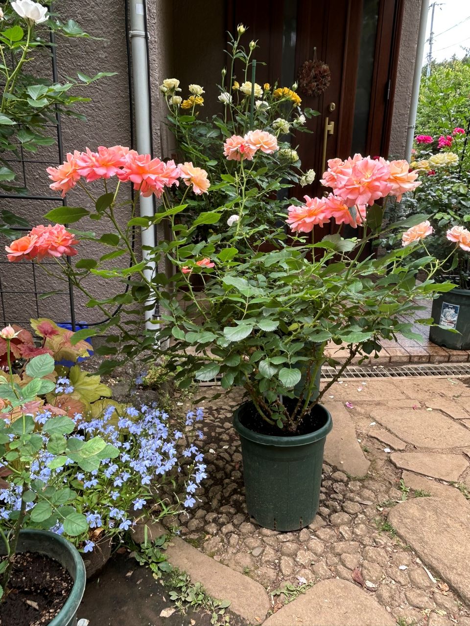 ボルデュール・アブリコ大苗の11週後