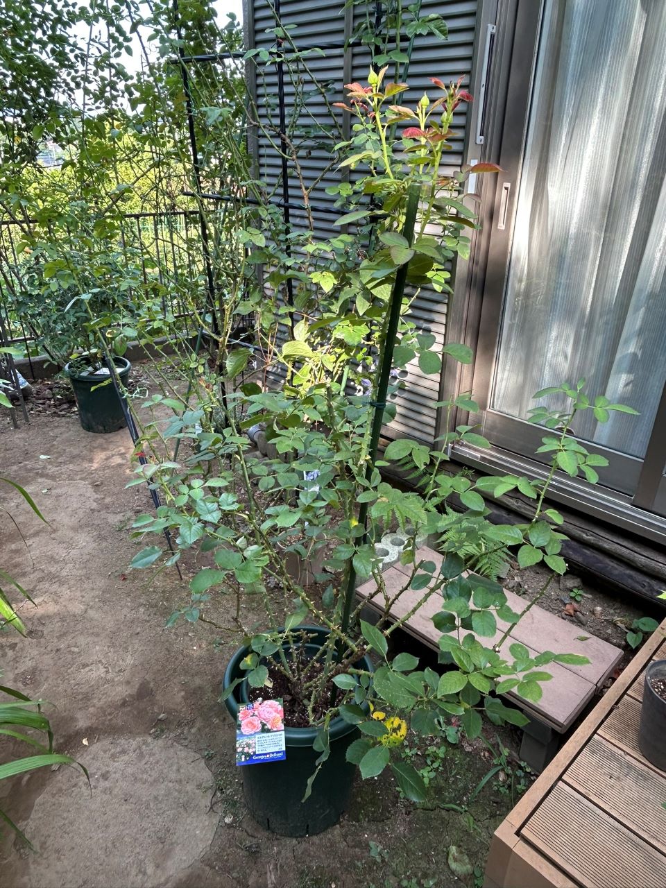 ボルデュール・アブリコ大苗の20週後