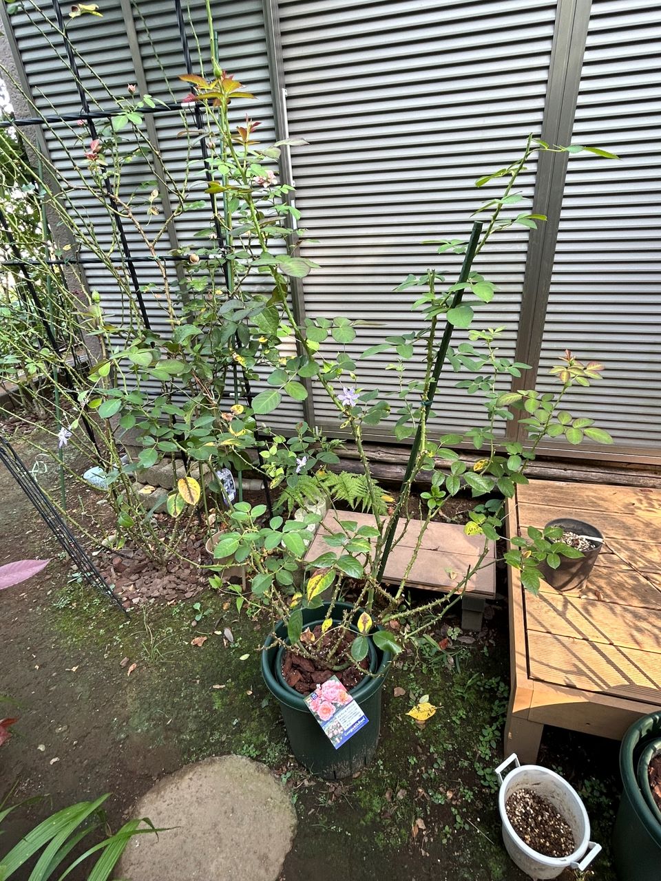 ボルデュール・アブリコ大苗の23週後