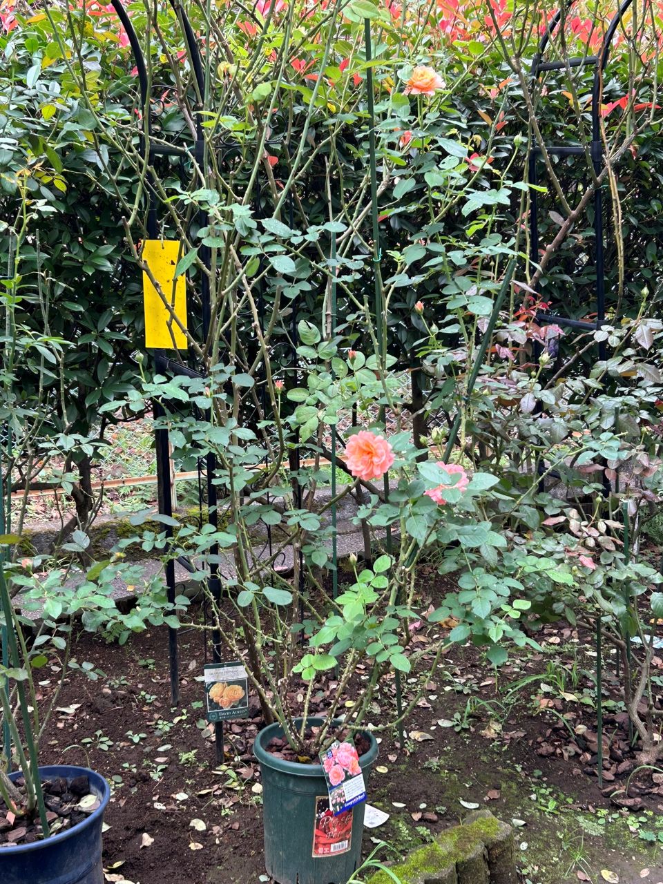 ボルデュール・アブリコ大苗の30週後