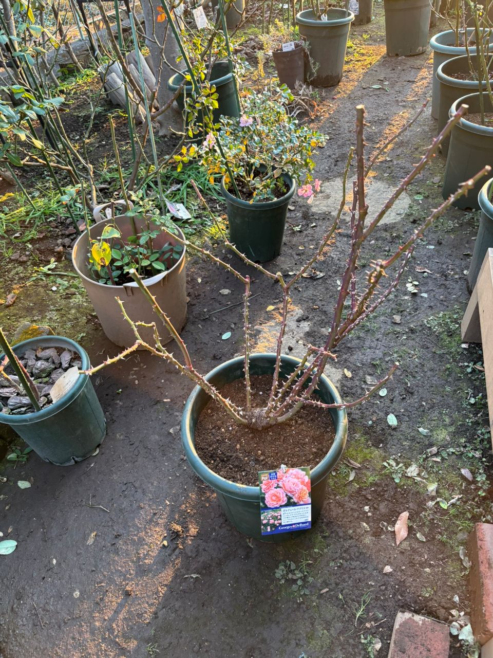 ボルデュール・アブリコ大苗の40週後