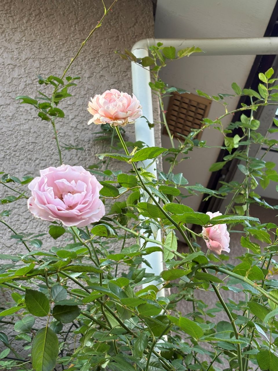 カミーユ大苗の97週後