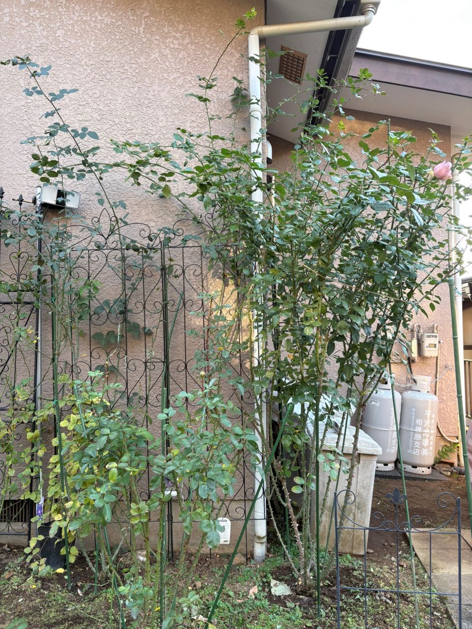 カミーユ大苗の100週後