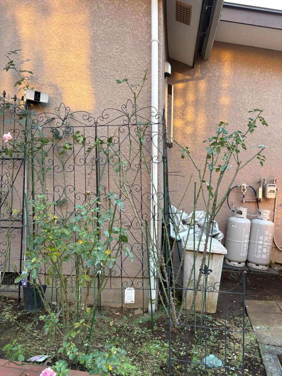 カミーユ大苗の101週後