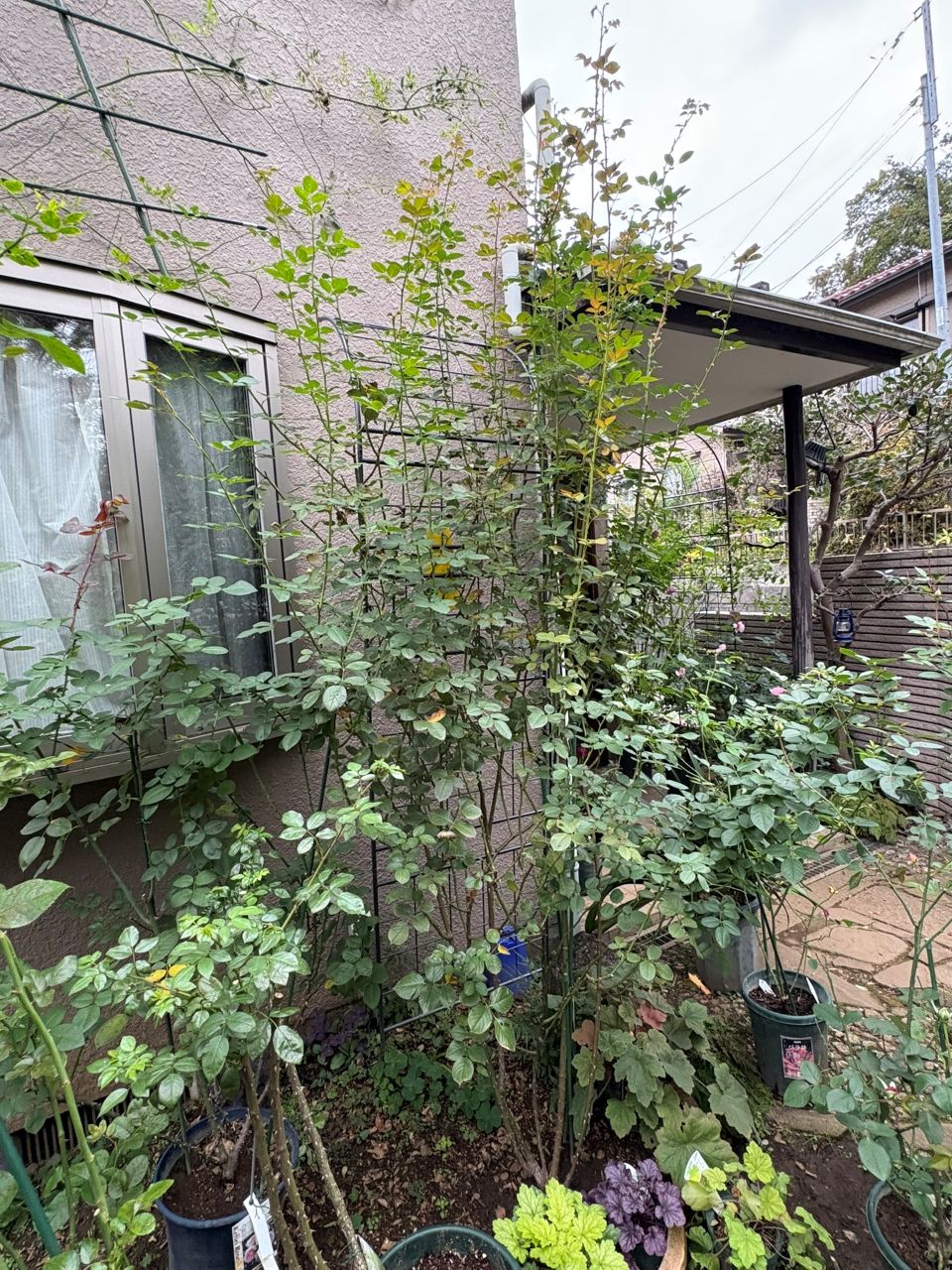 クリスティアーナの10月開花苗108週後