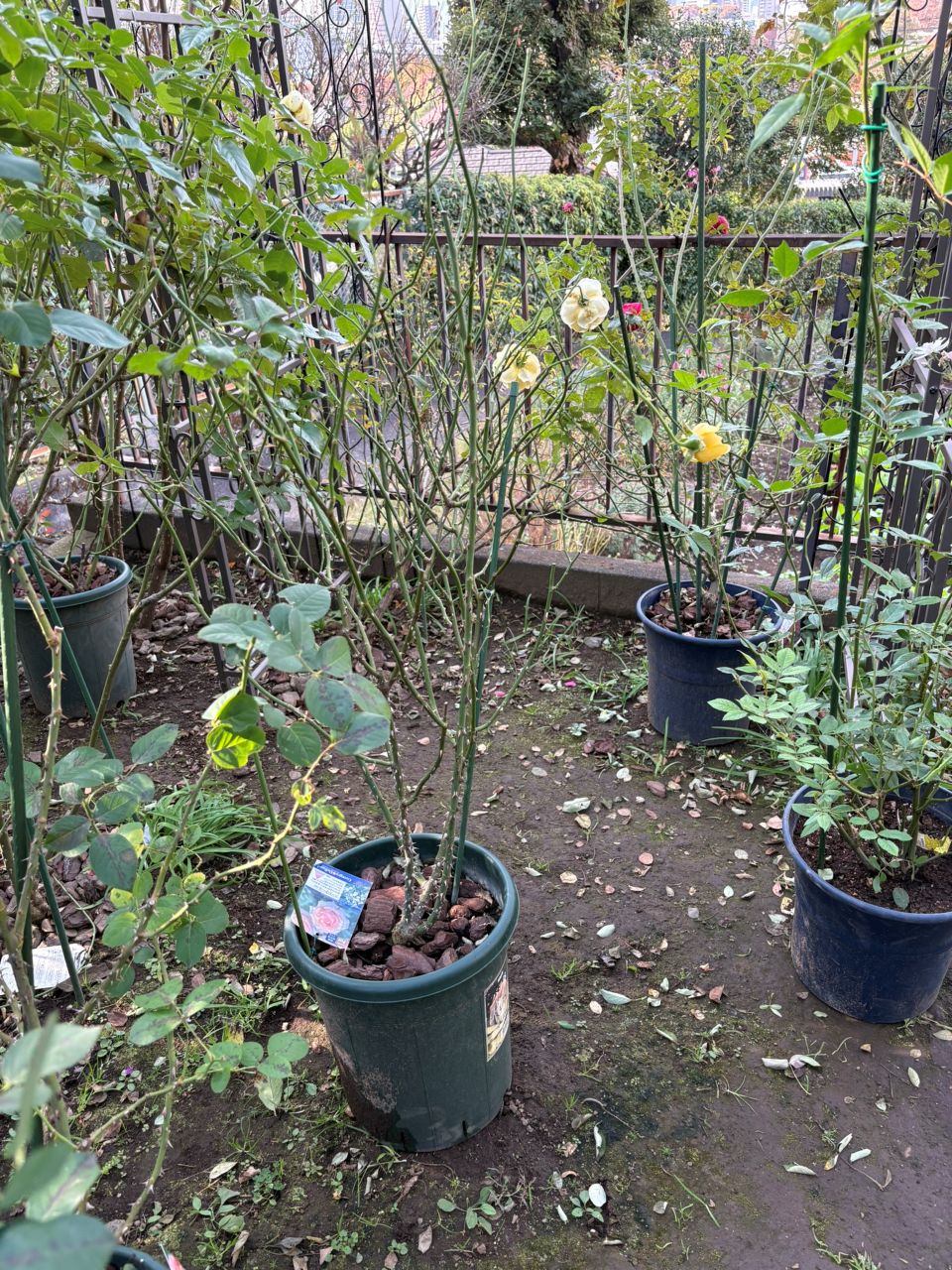 コート・ドール中苗の49週後