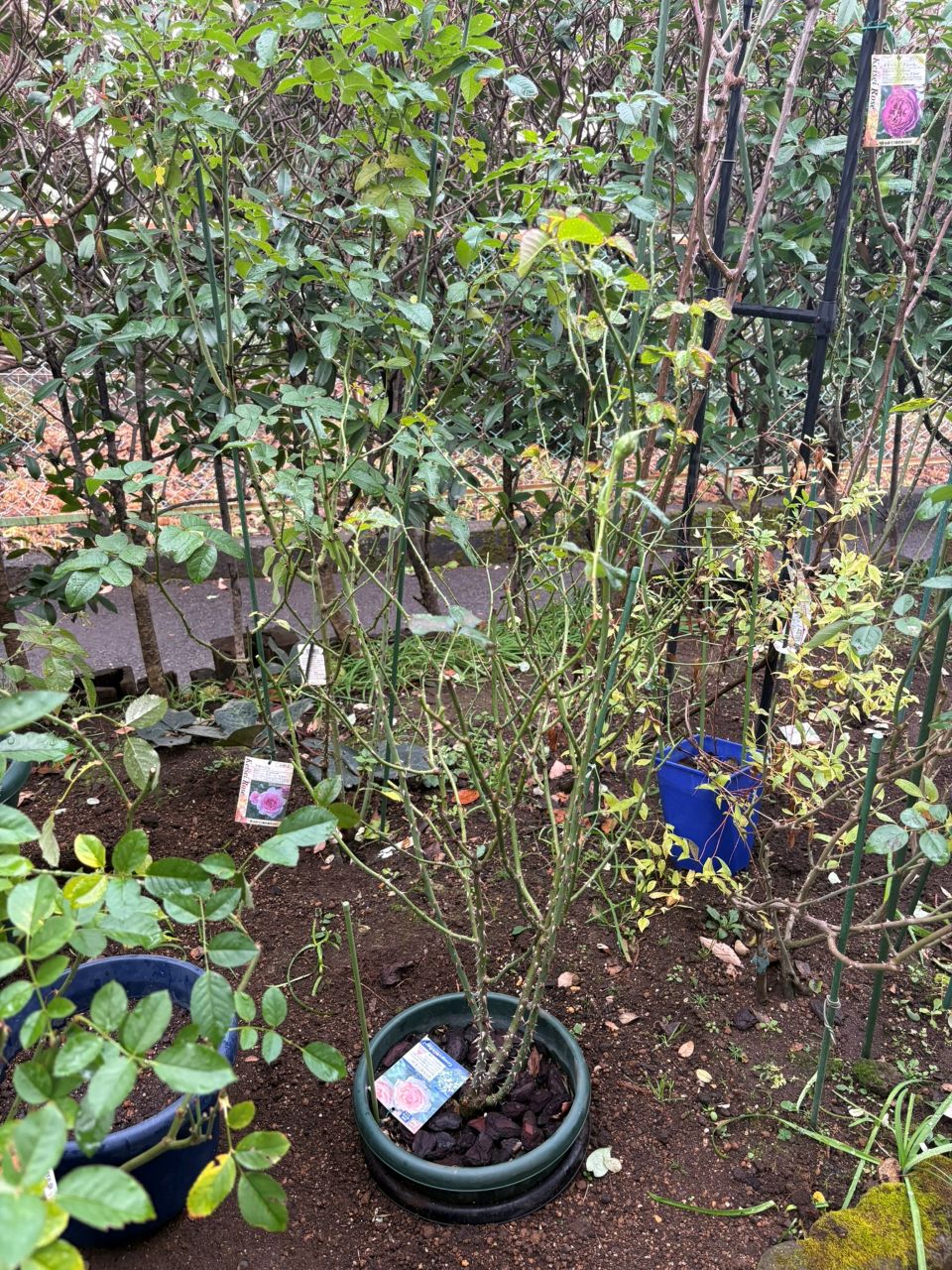 コート・ドール中苗の54週後