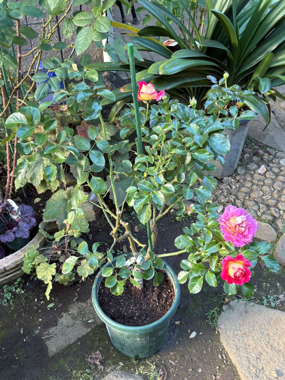 エスプリ・ドゥ・パリ開花苗の3週後