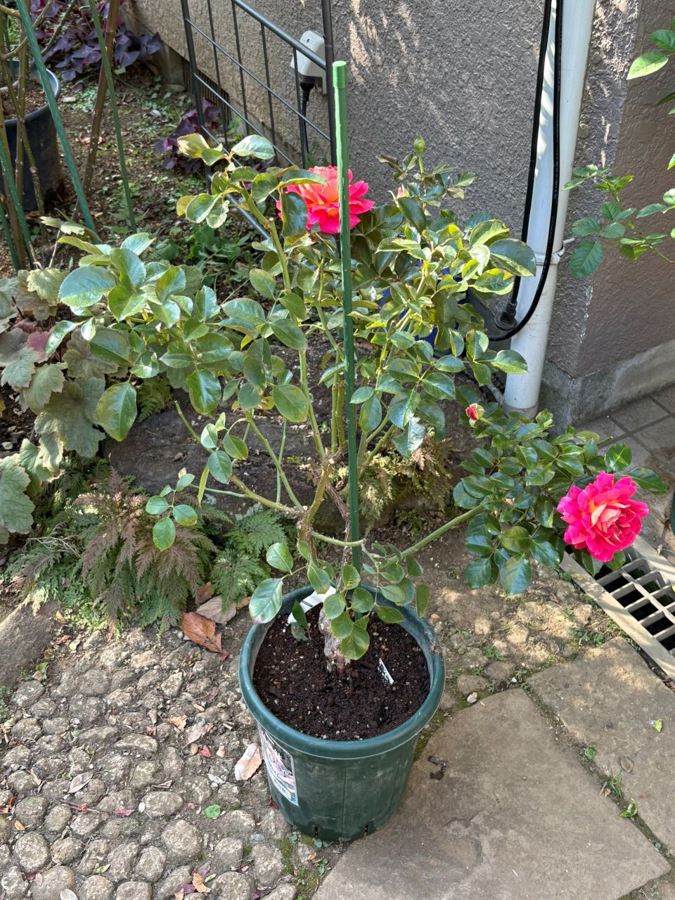 エスプリ・ドゥ・パリ開花苗の4週後