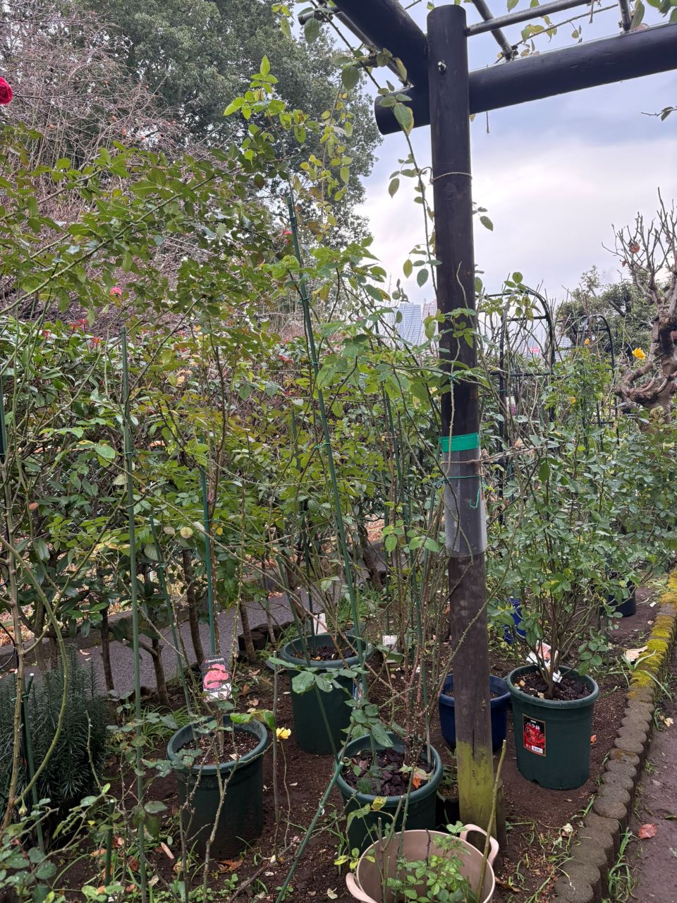 フラウカールドルシュキ大苗の39週後