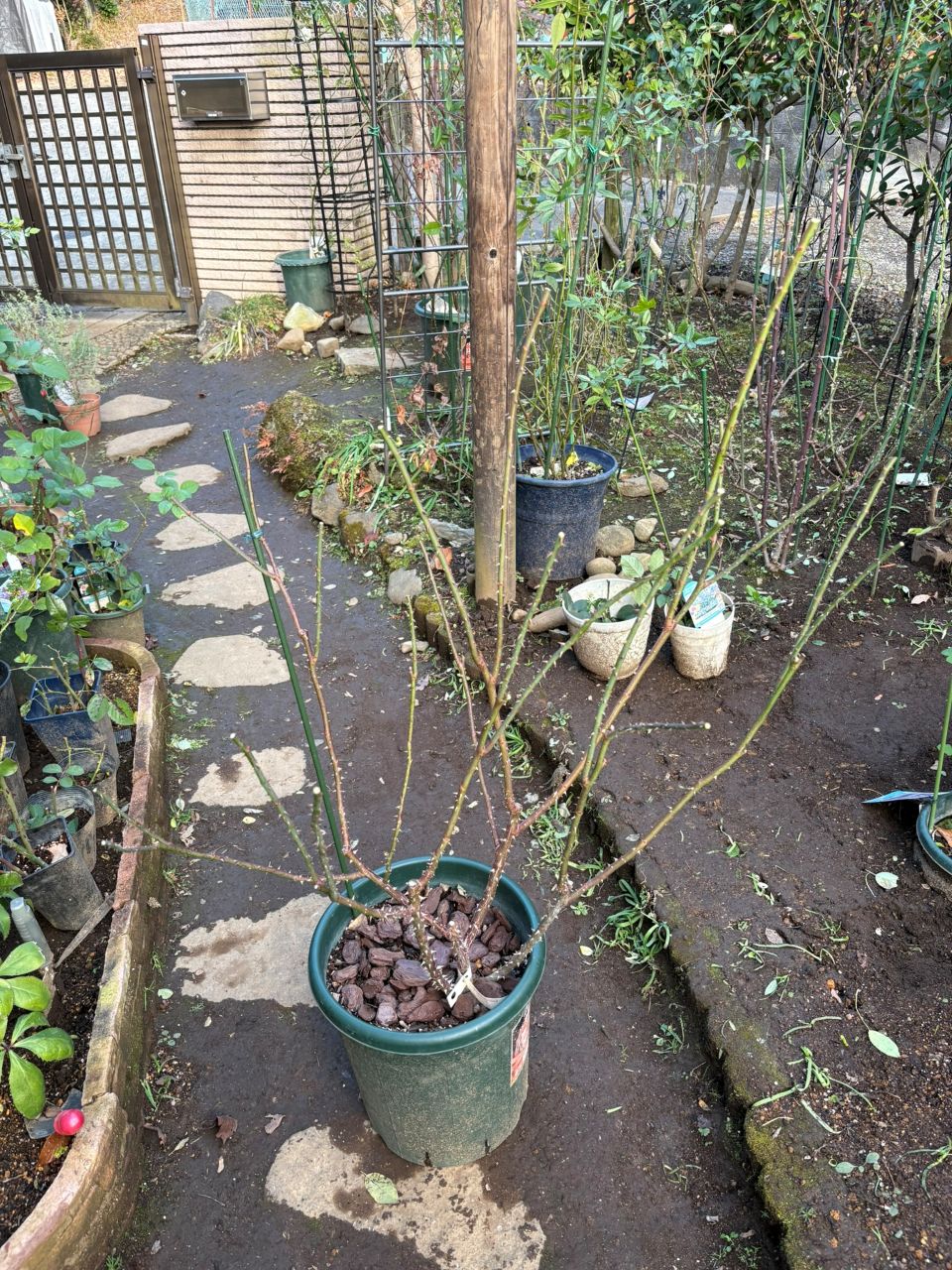 フラウカールドルシュキ大苗の40週後