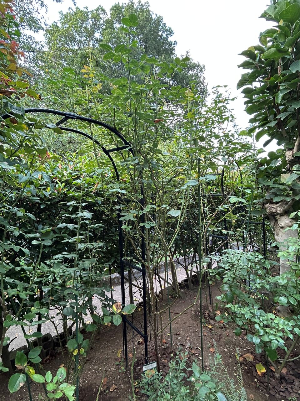 グラハム・トーマス15L鉢の109週後