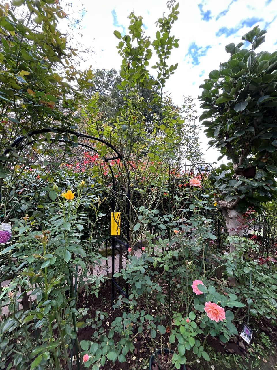 グラハム・トーマス15L鉢の116週後