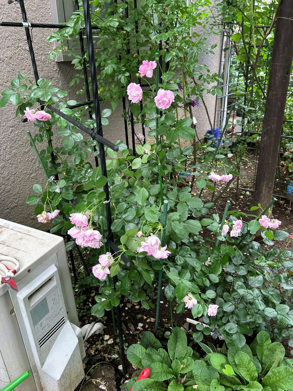 ジャスミーナ大苗の81週後