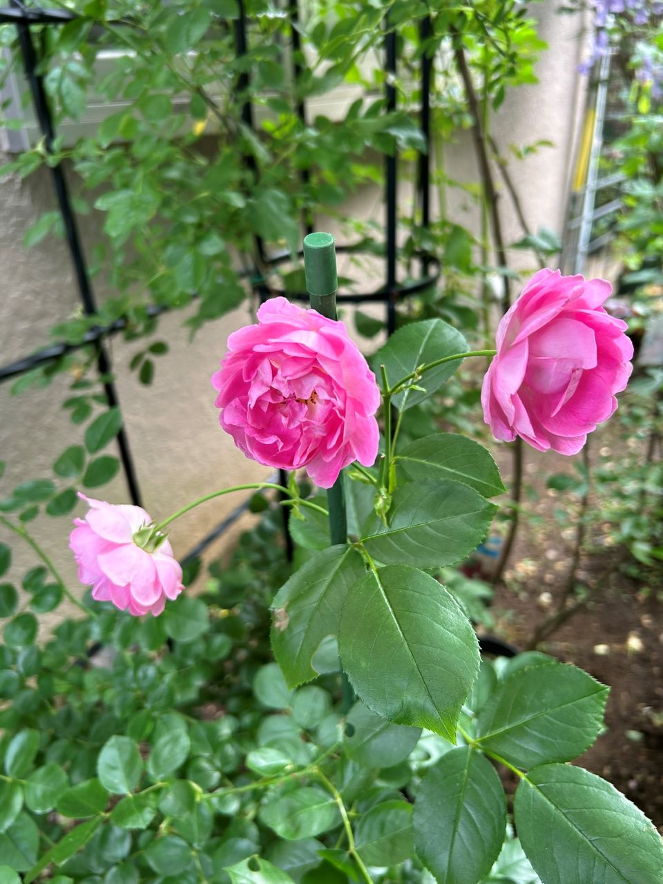 ジャスミーナ大苗の82週後