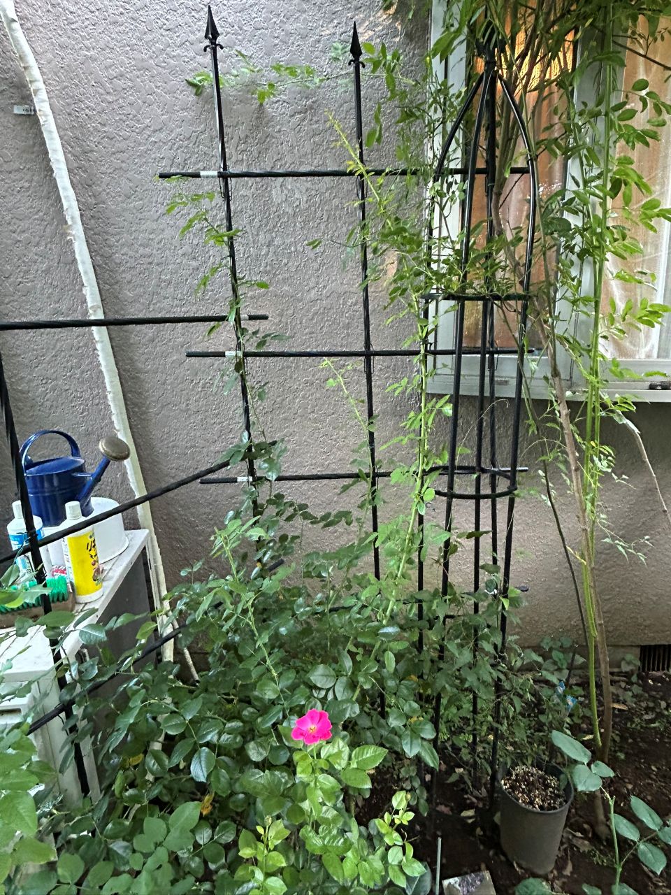 ジャスミーナ大苗の88週後