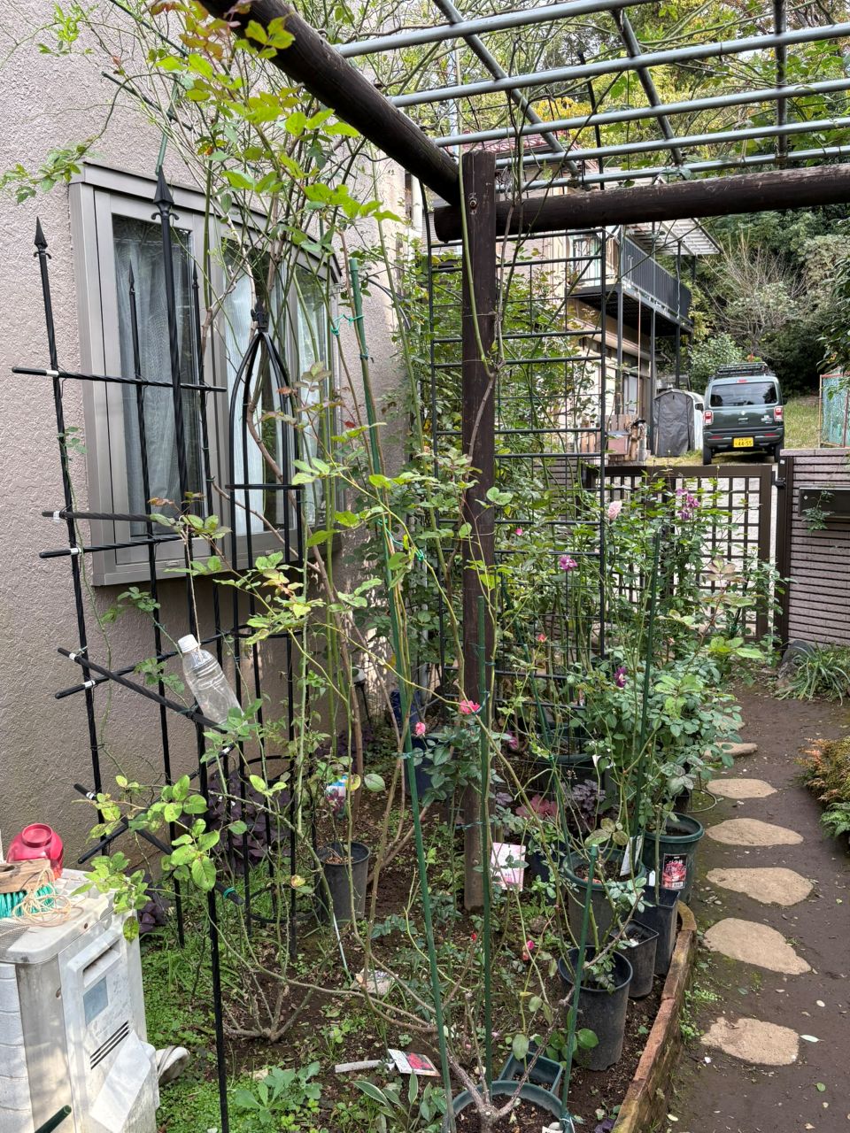 ジャスミーナ大苗の105週後