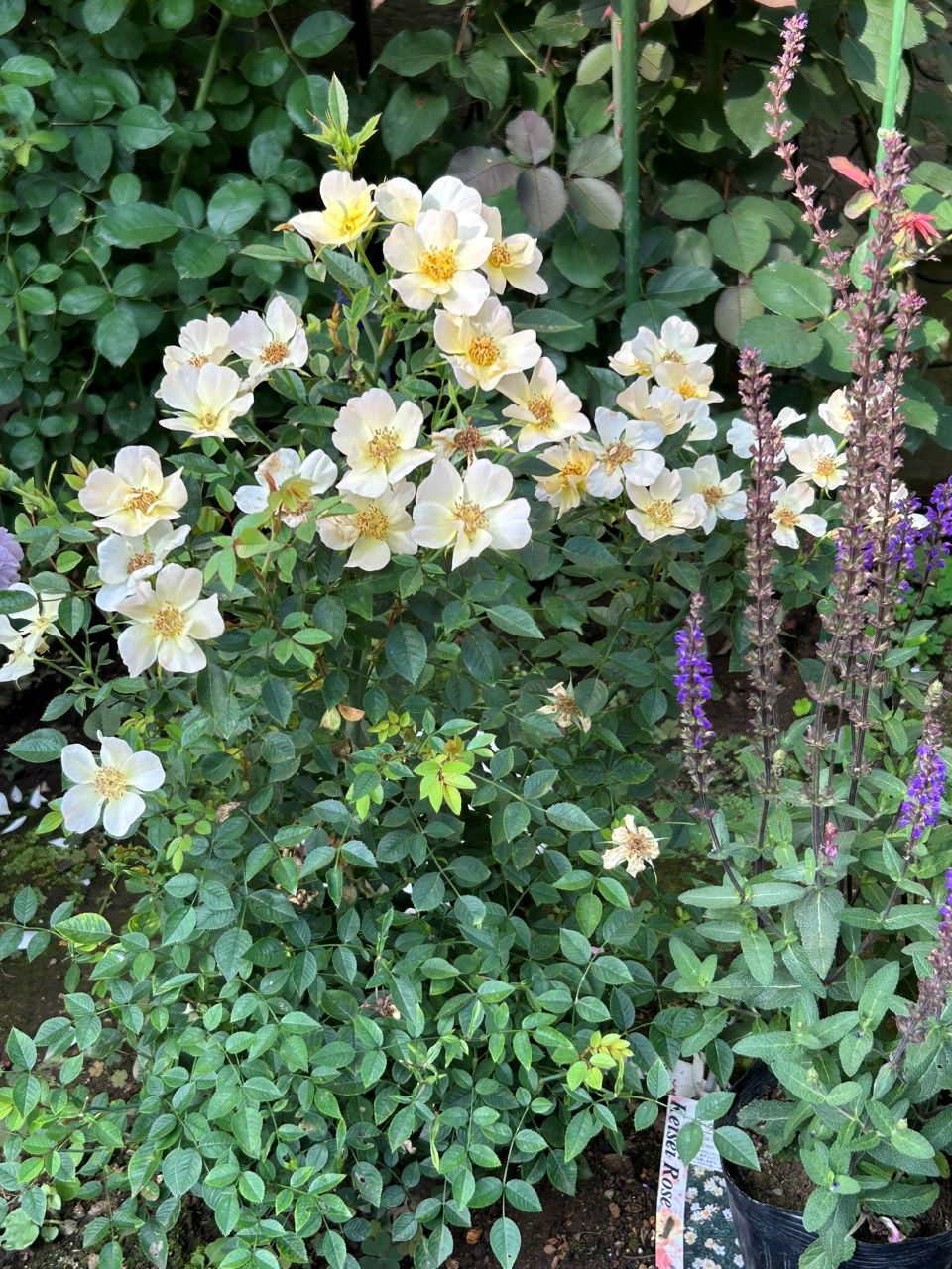 ラヴァルスディアベイル開花苗32週後