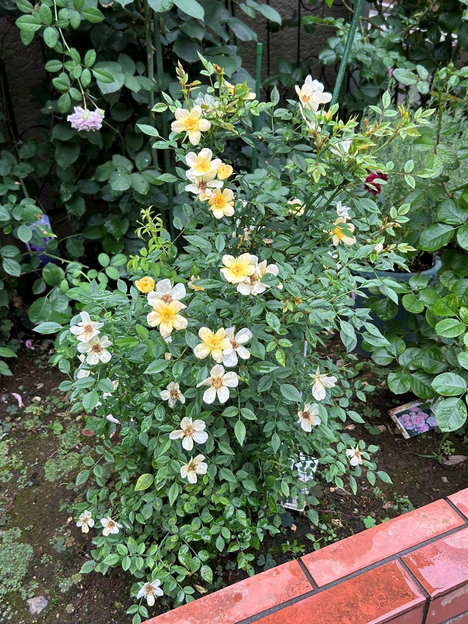 ラヴァルスディアベイル開花苗35週後