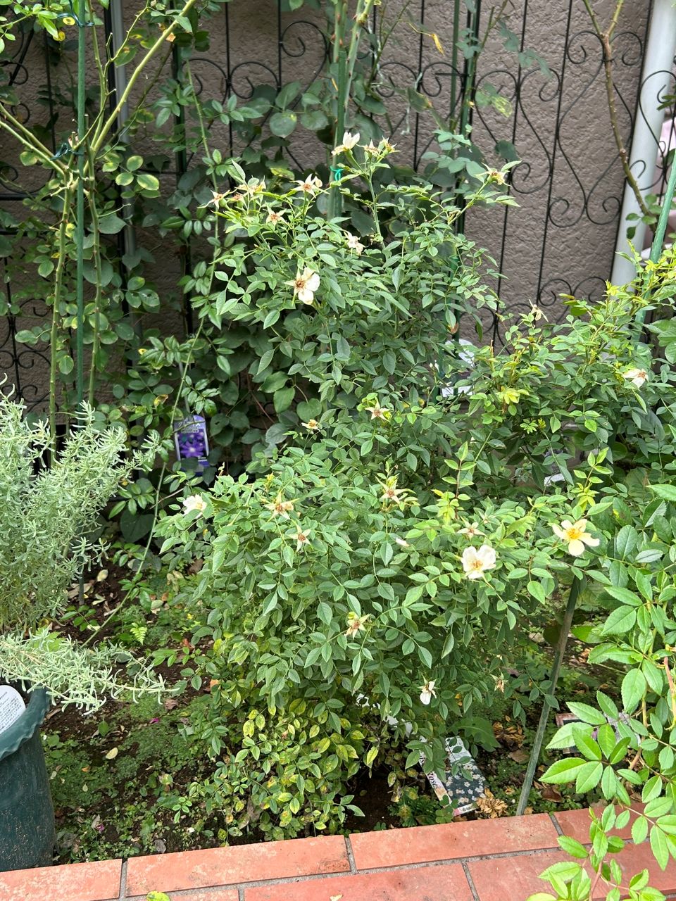 ラヴァルスディアベイル開花苗46週後