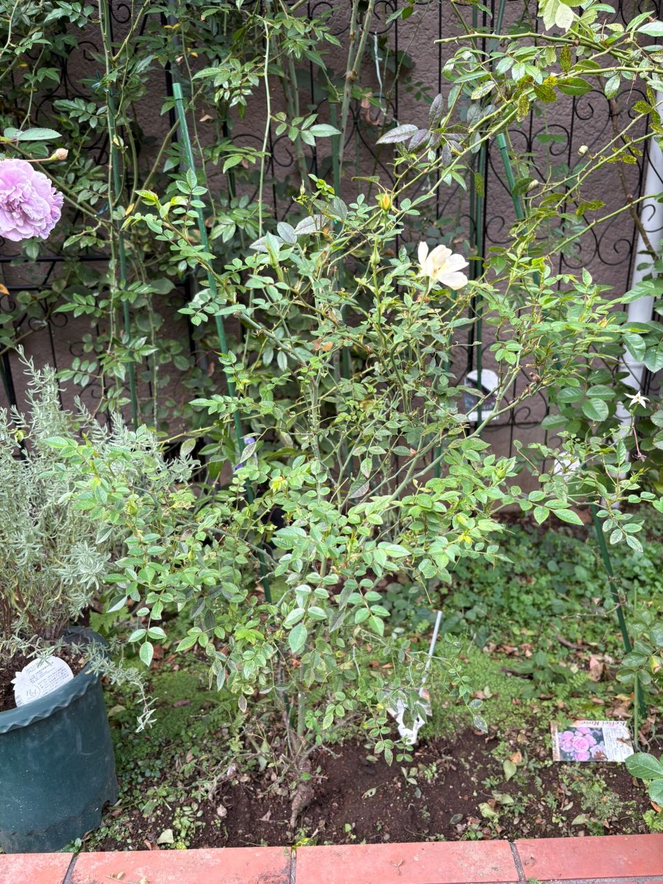 ラヴァルスディアベイル開花苗52週後