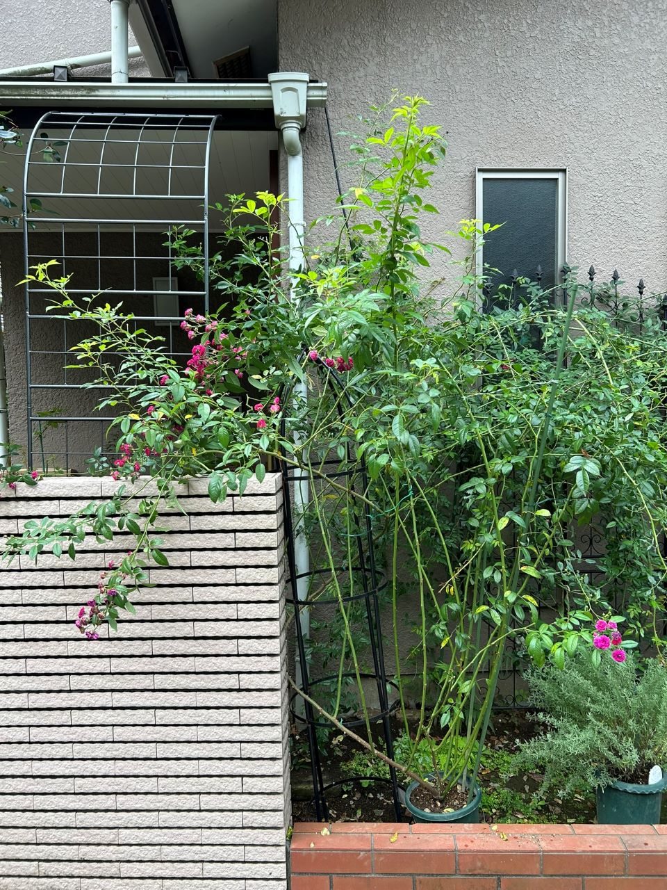 プティルージュ長尺苗の48週後