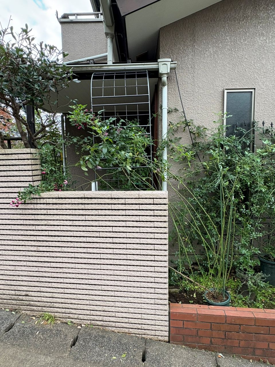 プティルージュ長尺苗の54週後