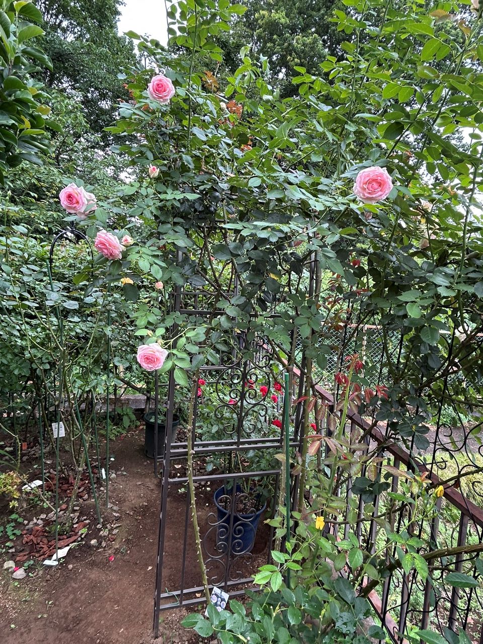 ピエール・ドゥ・ロンサール開花苗107週後