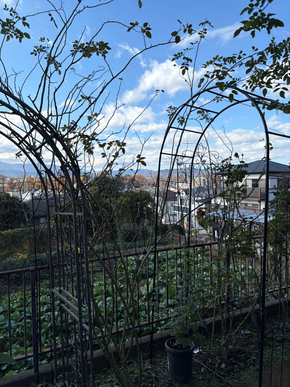 ピエール・ドゥ・ロンサール開花苗129週後