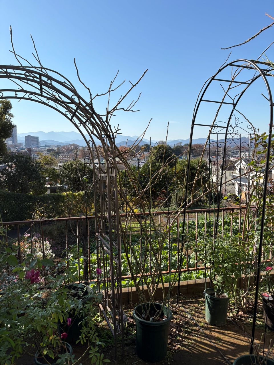 ピエール・ドゥ・ロンサール開花苗130週後