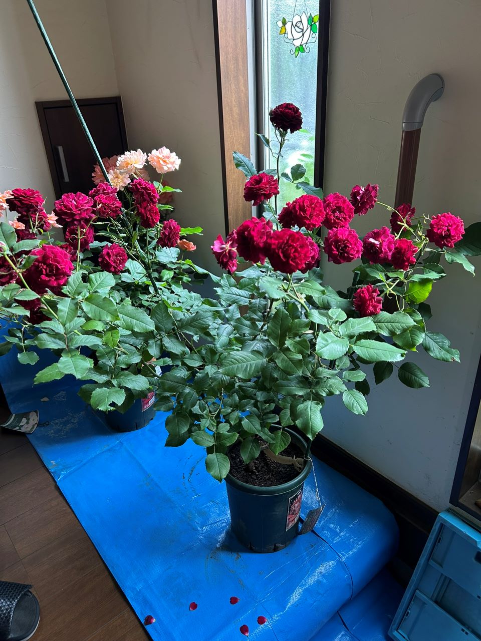 ソムリエール開花苗の51週後