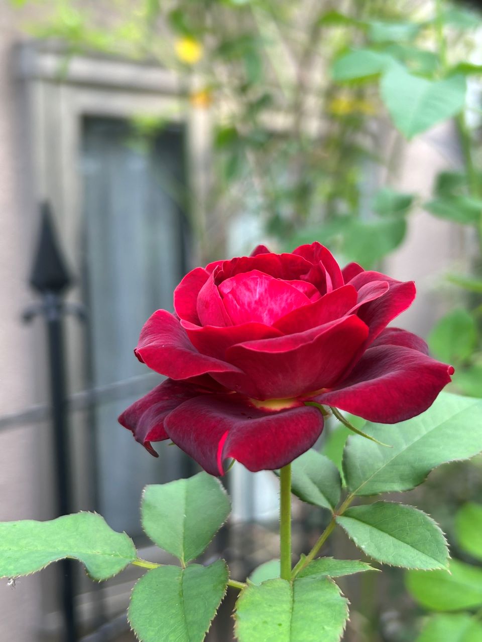 ソムリエール開花苗の67週後