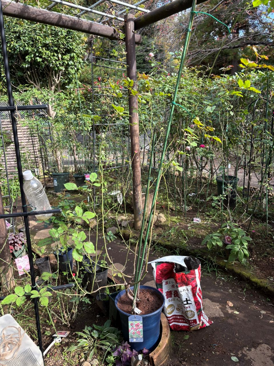 ソムリエール開花苗の73週後