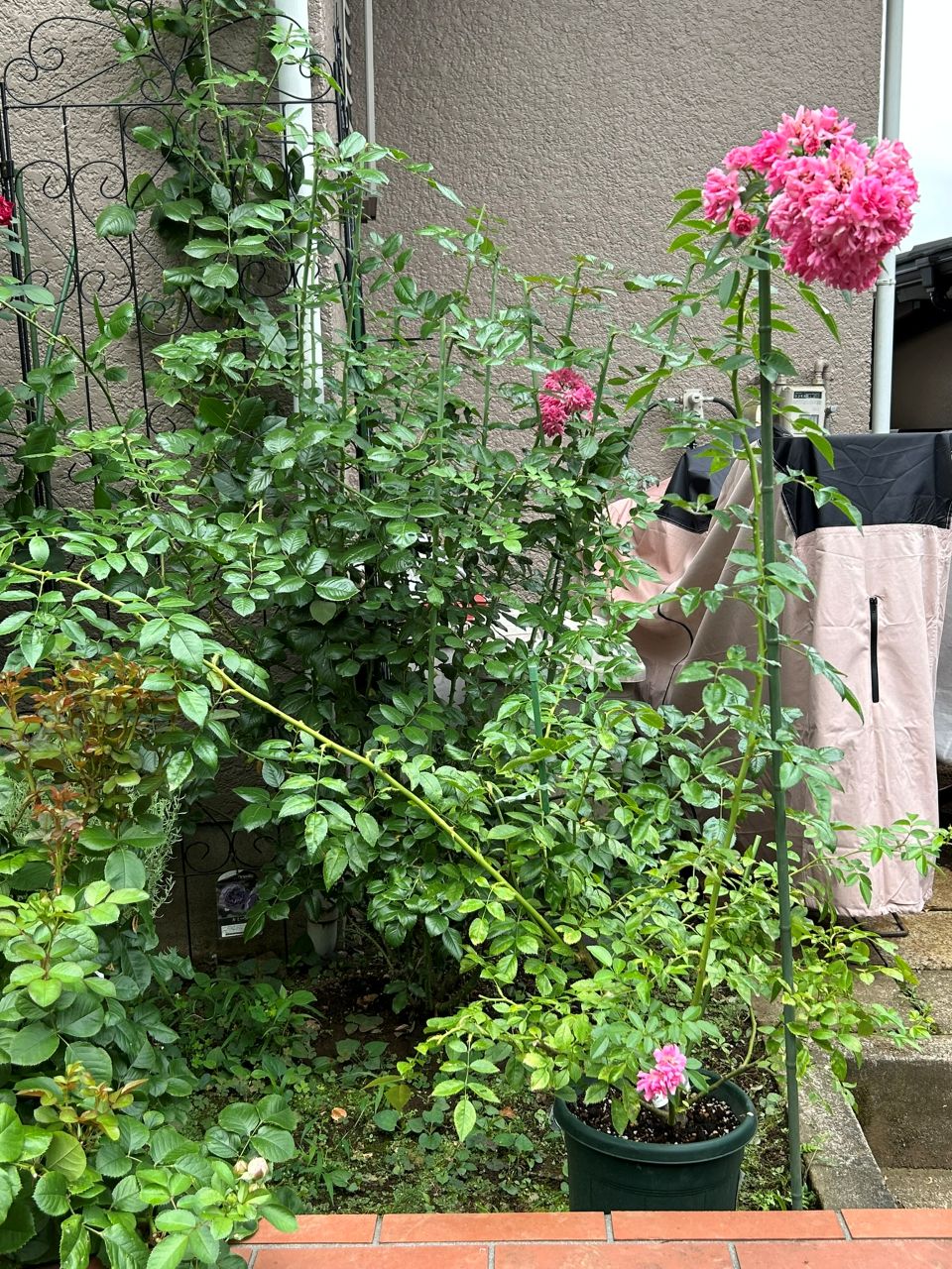 スーパードロシー大苗の23週後