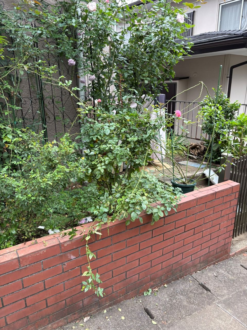 スーパードロシー大苗の37週後