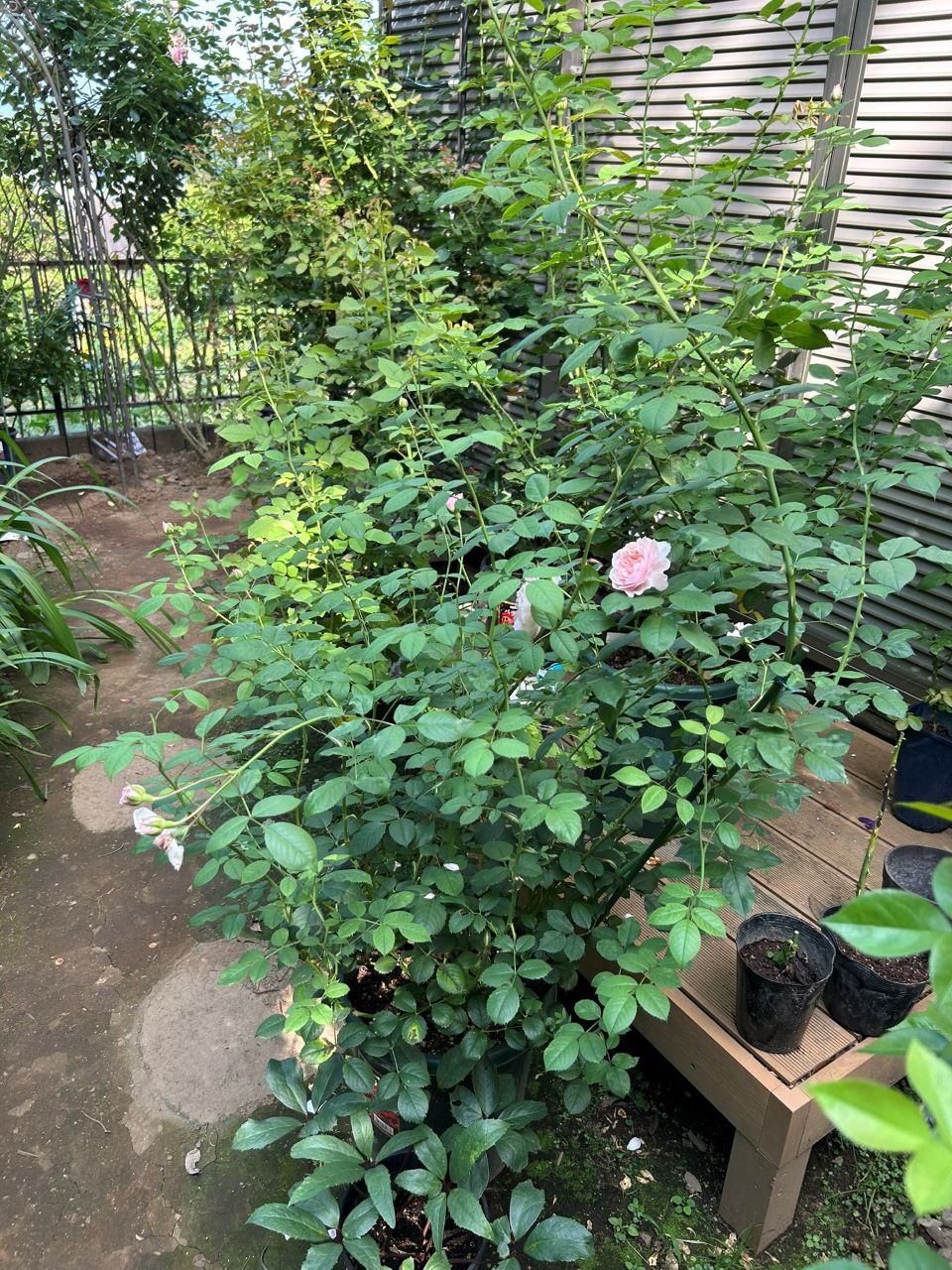 ウィズレー2008大苗の21週後